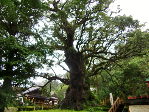 蒲生八幡神社（蒲生の大クス）（鹿児島県姶良市）_c0219820_22311754.jpg