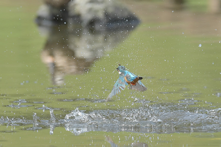 160803 池の水物など_c0278820_20131095.jpg