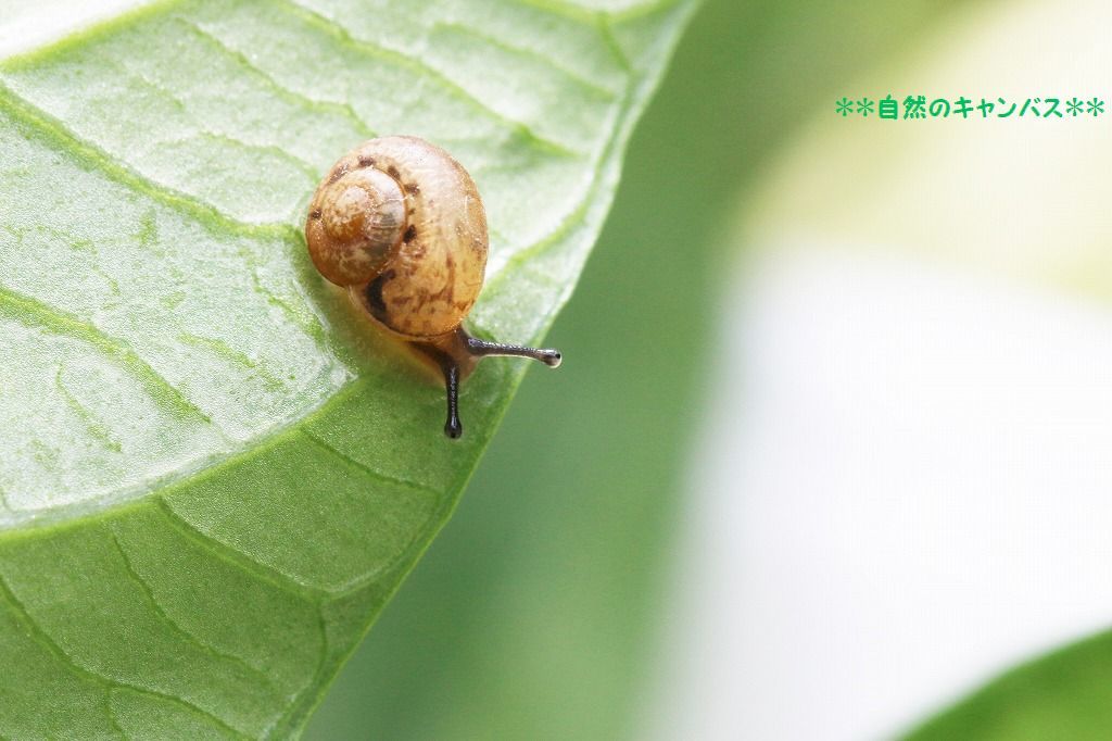 最高カタツムリ 可愛い 最高の花の画像