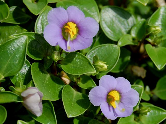 エキザカム 今日の花