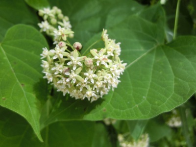 八ヶ岳に咲く花 「イケマ」_f0019247_23545723.jpg