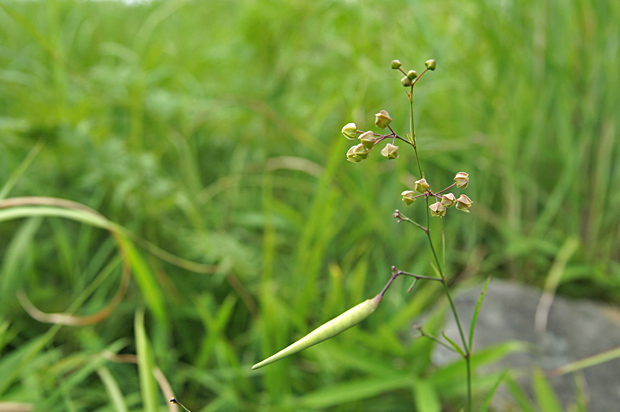 花火の日の花(7月26日）②_f0214649_4405335.jpg