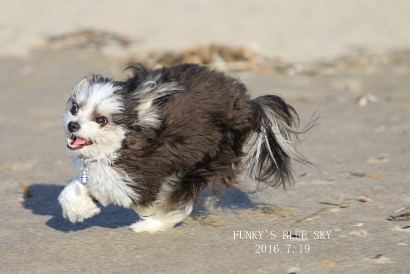 Chipo* はじめての海♪ーその5_c0145250_10392068.jpg