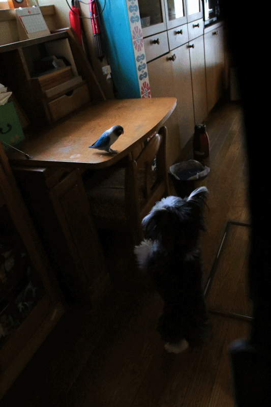 c0145250_10485077.gif