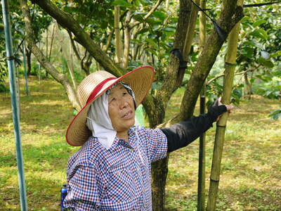 太秋柿　古川果樹園　摘果作業と枝つり作業で至高の太秋柿を育てる匠(前編)_a0254656_199518.jpg