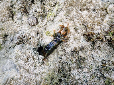 c0180460_65745100.jpg