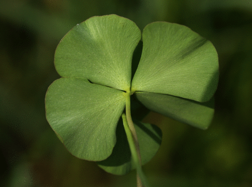 デンジソウ Marsilea quadrifolia _f0165160_11393183.gif