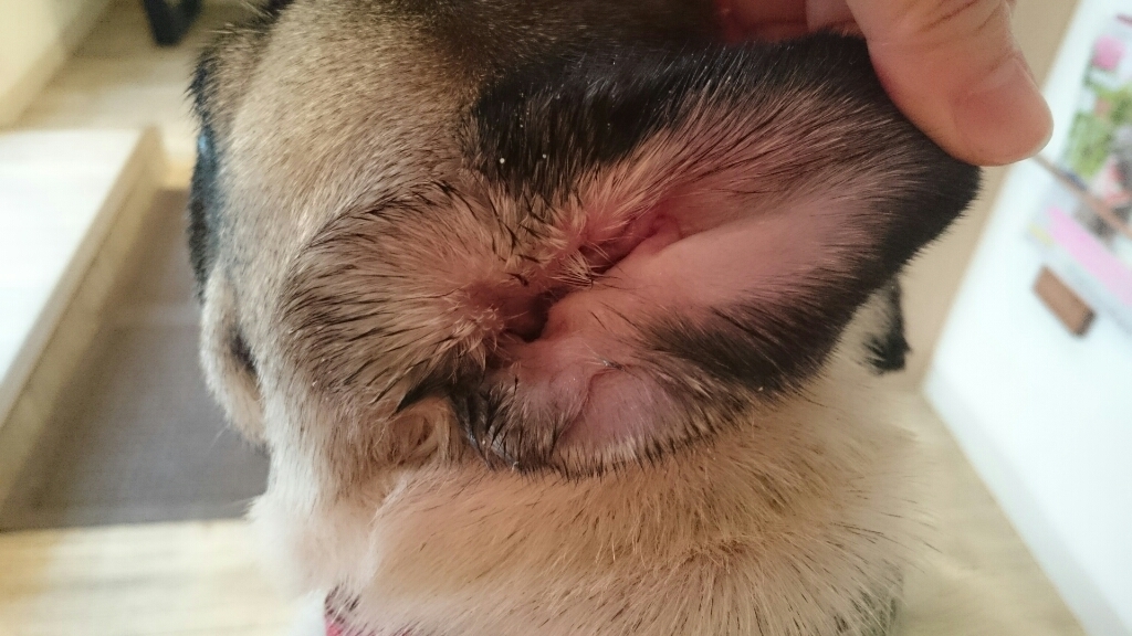 黒い斑点 パグっ子ジョバへの片思い Giovanni My Lovely Pug 黒い斑点 パグっ子ジョバへの片思い Giovanni My Lovely Pug