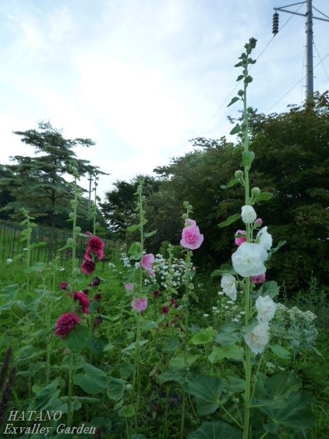 コケコッコ花の夏 Hatano Exvalley Garden