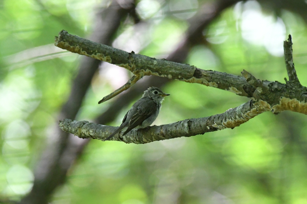 オオルリ幼鳥 コサメビタキ_f0053272_1025917.jpg