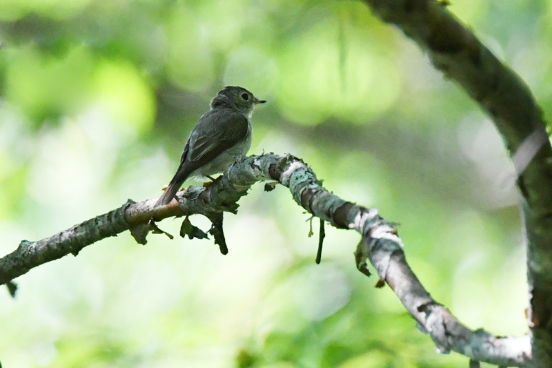 オオルリ幼鳥 コサメビタキ_f0053272_1041310.jpg