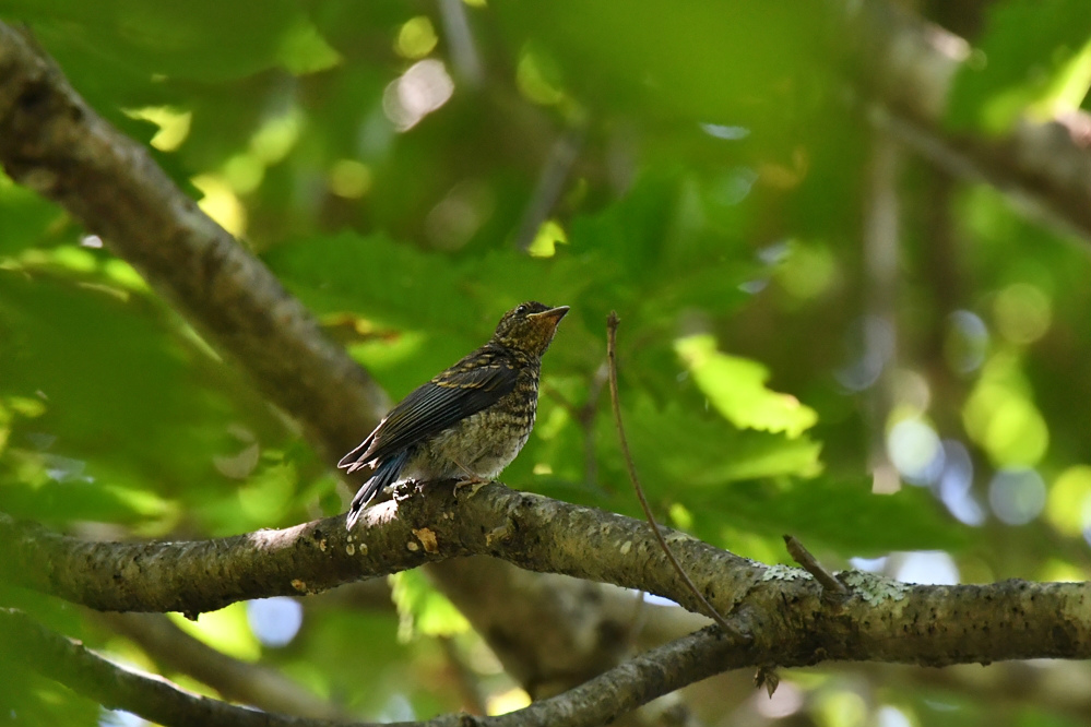 オオルリ幼鳥 コサメビタキ_f0053272_9522026.jpg