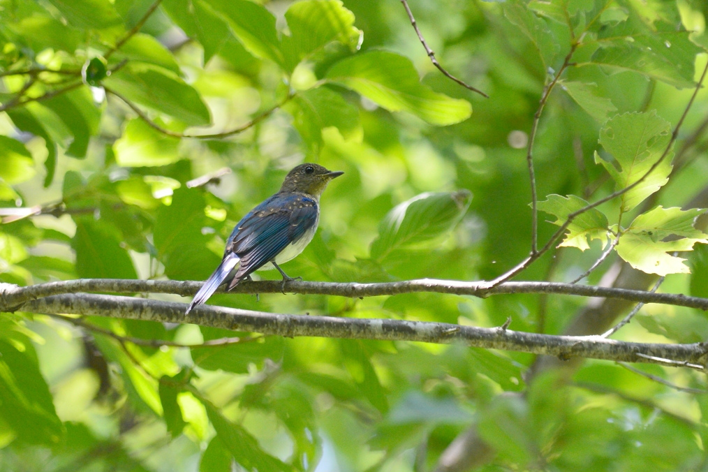 オオルリ幼鳥 コサメビタキ_f0053272_9555713.jpg