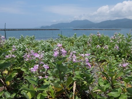 敦賀遠征（６）坂尻海岸の植物_d0106575_05412677.jpg