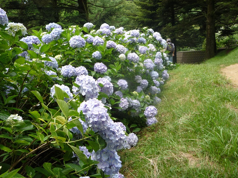 紫陽花・羊・ピーターラビット・そして　くるみ割り人形（その２）_c0086176_1643516.jpg