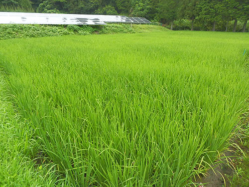 7月27日の田んぼ(月光原小・西根小)_d0247484_8134379.jpg