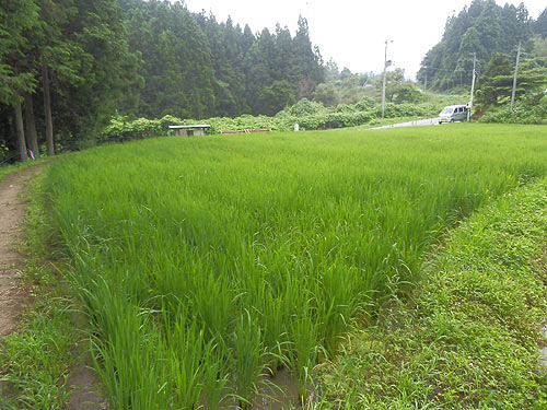 7月27日の田んぼ(月光原小・西根小)_d0247484_97645.jpg