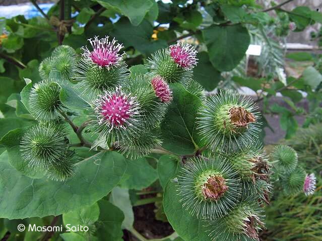 ゴボウ 牛蒡 草花と自然blog ゴボウ 牛蒡 草花と自然blog