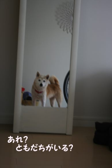 はなこちゃん 新生活スタート!_f0242002_928492.jpg