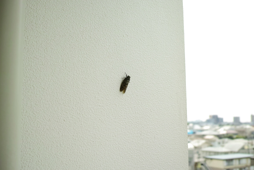 c0334705_20412526.jpg