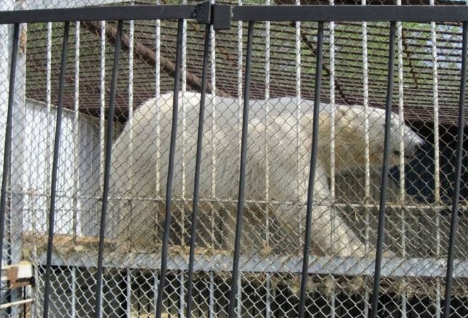 ロシア・ペンザ動物園の新ホッキョクグマ飼育展示場が9月にオープン ～ それが意味する重要なこと_a0151913_105024.jpg