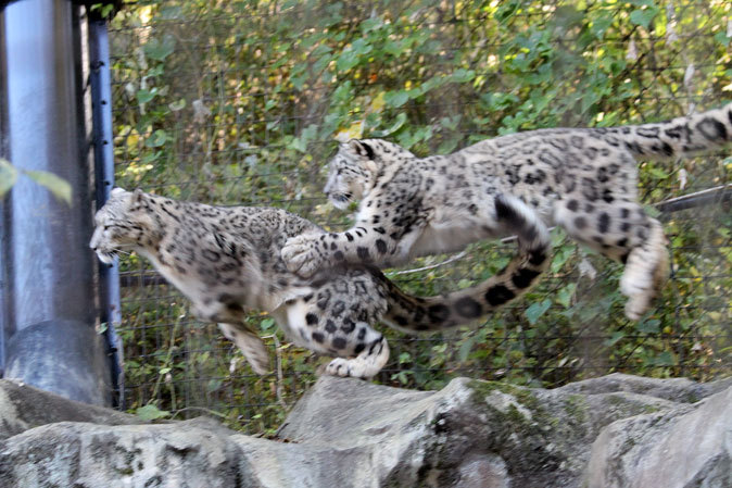 回顧録～ユキヒョウ三兄妹：マウント・スカイ（多摩動物公園2012）_b0355317_17554692.jpg