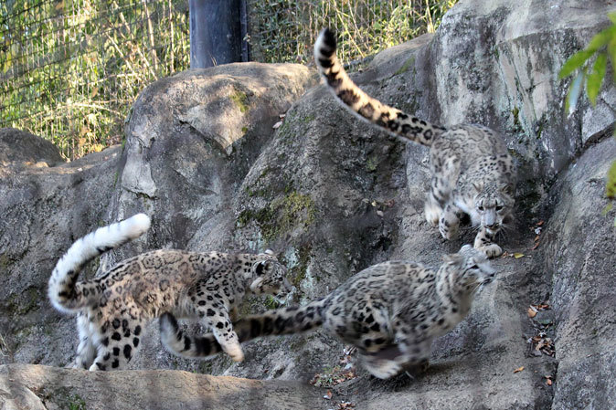 回顧録～ユキヒョウ三兄妹：マウント・スカイ（多摩動物公園2012）_b0355317_18050119.jpg