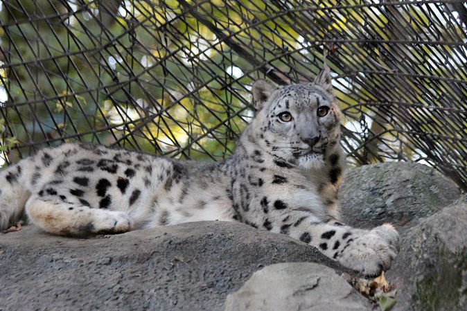 回顧録～ユキヒョウ三兄妹：マウント・スカイ（多摩動物公園2012）_b0355317_18114880.jpg