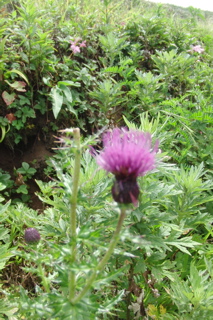 伊吹山お花畑【滋賀の四季】_b0367918_1813578.jpg