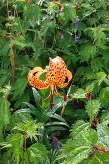 伊吹山お花畑【滋賀の四季】_b0367918_181955.jpg