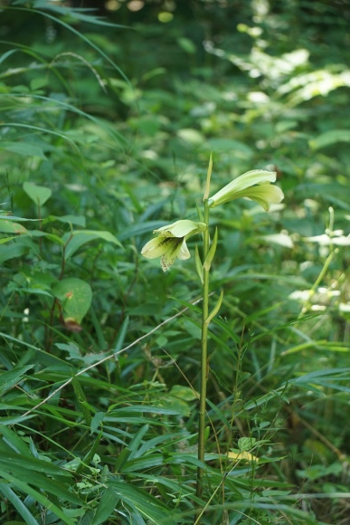 山野草「檜扇 ヒオウギ」八ヶ岳姥百合横丁にて_d0348118_14511318.jpeg