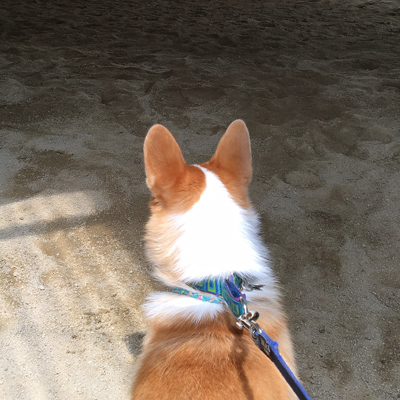 種を越えた兄弟愛ばい_f0035333_11345744.jpg