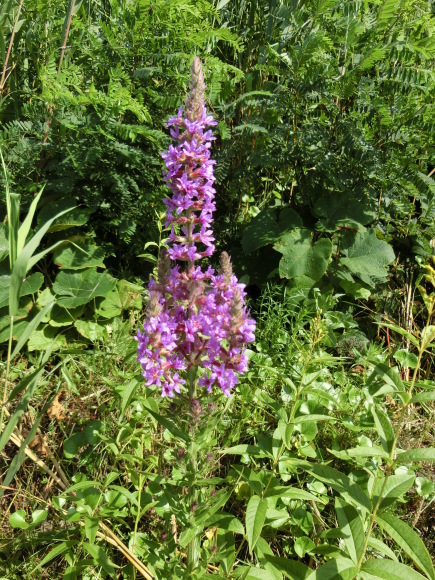 f0354435_16152991.jpg