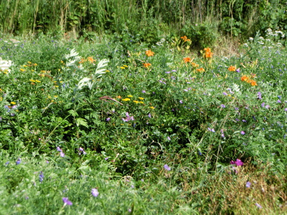 f0354435_16154912.jpg