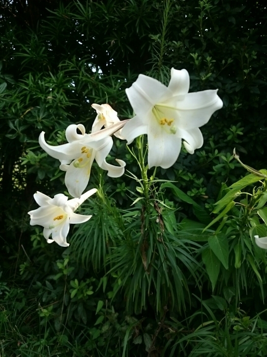 c0281841_11375376.jpg
