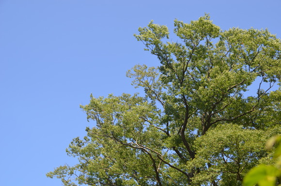 c0202242_1351322.jpg