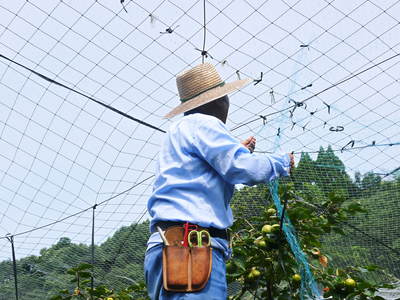 太秋柿 古川果樹園 摘果作業と枝つり作業で至高の太秋柿を育てる匠(後編)_a0254656_17435032.jpg