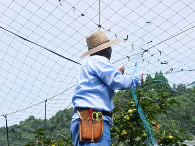 太秋柿　古川果樹園　摘果作業と枝つり作業で至高の太秋柿を育てる匠(後編)_a0254656_17435032.jpg