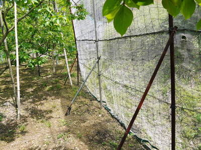 太秋柿 古川果樹園 摘果作業と枝つり作業で至高の太秋柿を育てる匠(後編)_a0254656_1853717.jpg