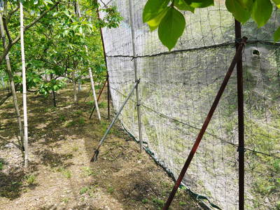 太秋柿　古川果樹園　摘果作業と枝つり作業で至高の太秋柿を育てる匠(後編)_a0254656_1853717.jpg