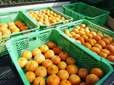 太秋柿 古川果樹園 摘果作業と枝つり作業で至高の太秋柿を育てる匠(後編)_a0254656_19175011.jpg