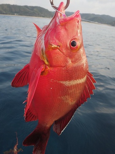 魚図鑑フエフキ系 その他 Pescador 釣り人 の日常 魚図鑑フエフキ系 その他 Pescador 釣り人 の日常