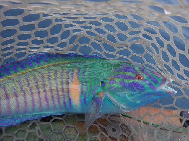 魚図鑑フエフキ系 その他 Pescador 釣り人 の日常 魚図鑑フエフキ系 その他 Pescador 釣り人 の日常