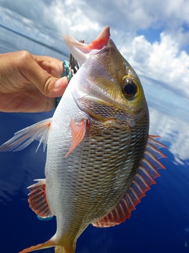 Pescador 釣り人 の日常