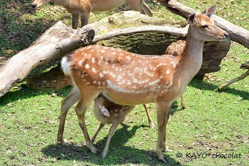 鹿の赤ちゃんのミルクタイム＆乳離れができなくて…_a0112972_23263654.jpg