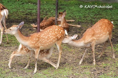 鹿の赤ちゃんのミルクタイム＆乳離れができなくて…_a0112972_23283930.jpg