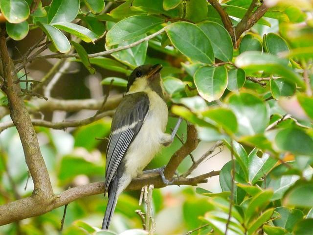 若鳥の餌探し　シジュウカラ、ハクセキレイ、カイツブリ_d0088184_21213153.jpg