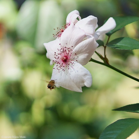 けな気な薔薇たち…_e0043686_232535.jpg