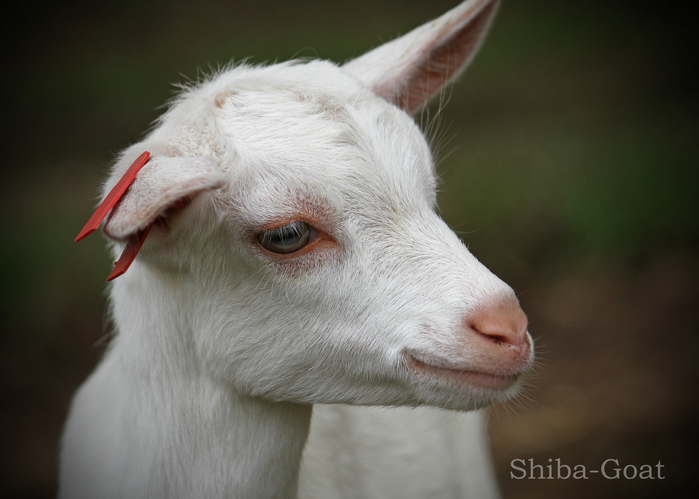 シバヤギ：Shiba-Goat_b0249597_5131047.jpg