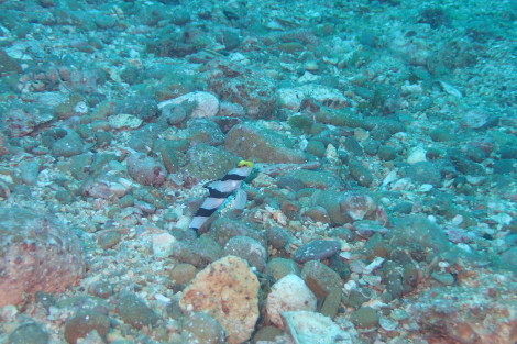 e0115199_20155366.jpg